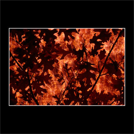 FALLFIRE
