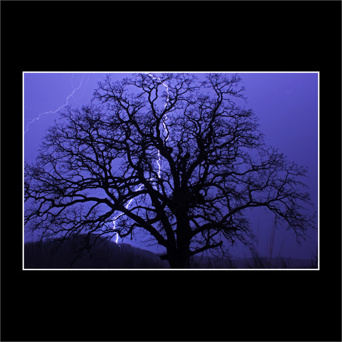 ELECTRIC TREE OF LIFE