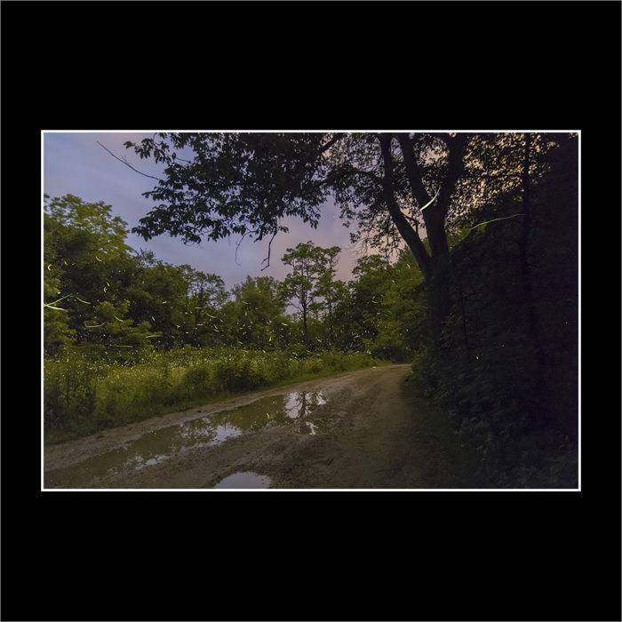 TWIN SPRINGS FIREFLIES- TWO
